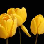 Gelbe Tulpen vor schwarzem Hintergrund - Ordination Doktor Peggy Lampel