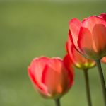 Rote Tulpen - Ordination Doktor Peggy Lampel Lieblingsblumen